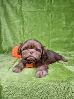 Milo , a male Shih Tzu for sale in Belleview, FL – 6 of 7