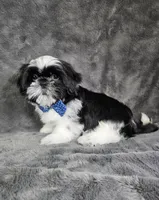 Leny, a male Shih Tzu for sale in Belleview, FL – 7 of 10