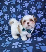 Bentley , a male Shih Tzu for sale in Belleview, FL – 5 of 10