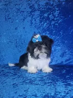 Leny, a male Shih Tzu for sale in Belleview, FL – 9 of 10