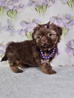 Chanel , a female Shih Tzu for sale in Belleview, FL – 6 of 10