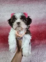 Analia, a female Shih Tzu for sale in Belleview, FL – 3 of 10