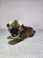 Laika, a female Shih Tzu for sale in Belleview, FL – 5 of 10