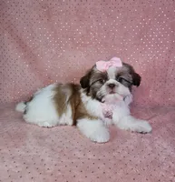 Aitana, a female Shih Tzu for sale in Belleview, FL – 8 of 10