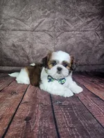 Lewis , a male Shih Tzu for sale in Belleview, FL – 9 of 10