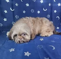 Gus, a male Shih Tzu for sale in Belleview, FL – 2 of 10