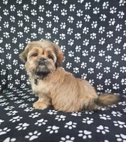 Samuel , a male Shih Tzu for sale in Belleview, FL – 4 of 10