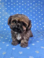 Nugget , a male Shih Tzu for sale in Belleview, FL – 7 of 10