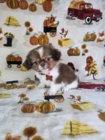 Coco (Prapso) , a male Shih Tzu for sale in Belleview, FL – 6 of 10