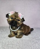 Laika, a female Shih Tzu for sale in Belleview, FL – 10 of 10