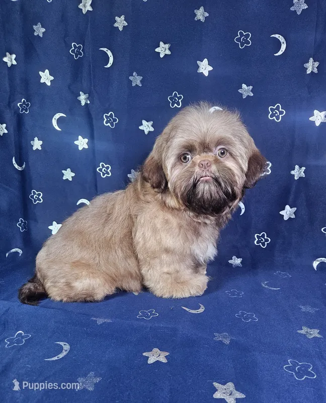 Gus – Shih Tzu puppy for sale in Belleview, FL