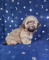 Gus, a male Shih Tzu for sale in Belleview, FL – 1 of 10