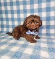 Hercules , a male Shih Tzu for sale in Belleview, FL – 4 of 10