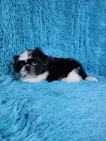 Leny, a male Shih Tzu for sale in Belleview, FL – 3 of 3
