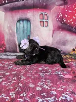 Pixie, a female Shih Tzu for sale in Belleview, FL – Photo 4 of 10