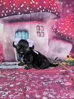 Pixie, a female Shih Tzu for sale in Belleview, FL – Photo 9 of 10