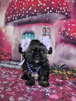 Pixie, a female Shih Tzu for sale in Belleview, FL – Photo 5 of 10