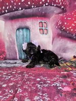 Pixie, a female Shih Tzu for sale in Belleview, FL – Photo 7 of 10