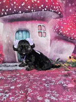 Pixie, a female Shih Tzu for sale in Belleview, FL – Photo 10 of 10