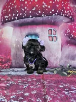 Pixie, a female Shih Tzu for sale in Belleview, FL – Photo 6 of 10