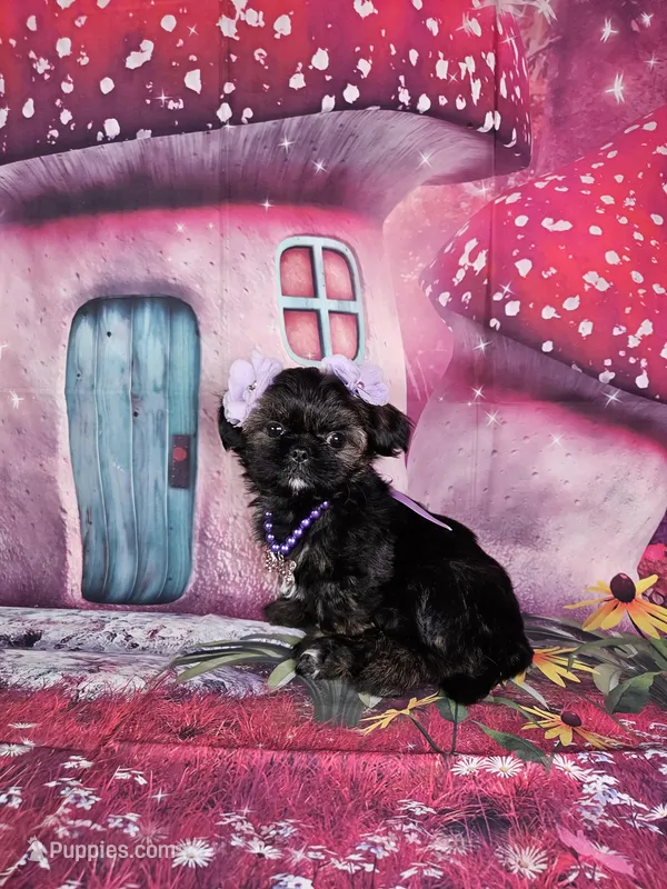 Pixie – Shih Tzu puppy for sale in Belleview, FL