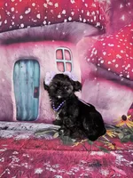 Pixie, a female Shih Tzu for sale in Belleview, FL – Photo 1 of 10