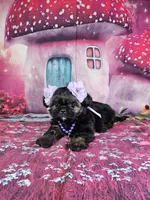 Pixie, a female Shih Tzu for sale in Belleview, FL – Photo 3 of 10