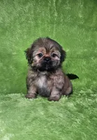 Samuel , a male Shih Tzu for sale in Belleview, FL – 5 of 10