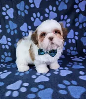Bentley , a male Shih Tzu for sale in Belleview, FL – 2 of 10