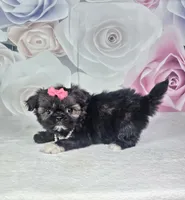 Ash, a female Shih Tzu for sale in Belleview, FL – 2 of 10