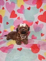 Maggie, a female Shih Tzu for sale in Belleview, FL – Photo 7 of 10