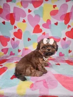 Maggie, a female Shih Tzu for sale in Belleview, FL – Photo 4 of 10