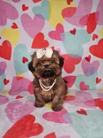 Maggie, a female Shih Tzu for sale in Belleview, FL – Photo 1 of 10