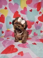 Maggie, a female Shih Tzu for sale in Belleview, FL – Photo 2 of 10