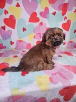 Maggie, a female Shih Tzu for sale in Belleview, FL – Photo 8 of 10