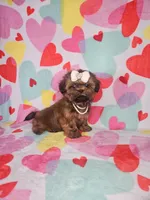 Maggie, a female Shih Tzu for sale in Belleview, FL – Photo 9 of 10