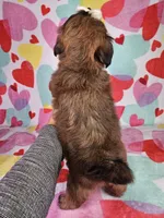 Maggie, a female Shih Tzu for sale in Belleview, FL – Photo 5 of 10