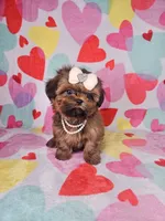 Maggie, a female Shih Tzu for sale in Belleview, FL – Photo 10 of 10