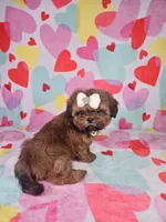 Maggie, a female Shih Tzu for sale in Belleview, FL – Photo 6 of 10