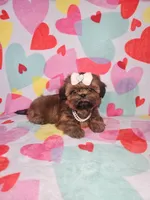 Maggie, a female Shih Tzu for sale in Belleview, FL – Photo 3 of 10