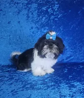 Leny, a male Shih Tzu for sale in Belleview, FL – 10 of 10