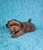 Harley , a male Shih Tzu for sale in Belleview, FL – 8 of 10