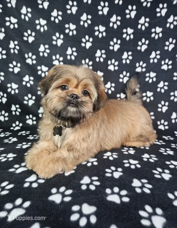 Samuel  – Shih Tzu puppy for sale in Belleview, FL