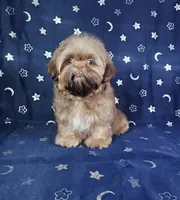 Gus, a male Shih Tzu for sale in Belleview, FL – 4 of 10