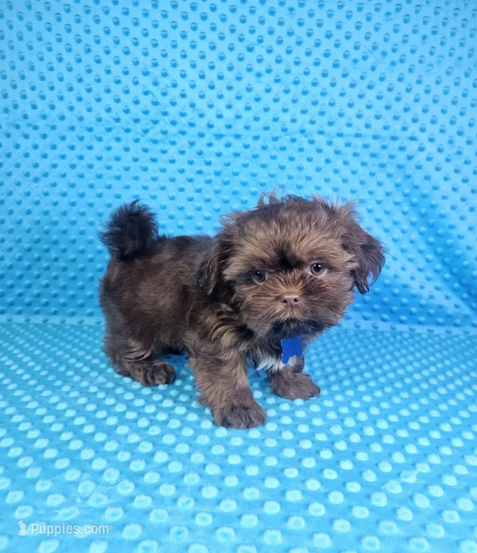 Hershey  – Shih Tzu puppy for sale in Belleview, FL