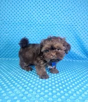 Hershey , a male Shih Tzu for sale in Belleview, FL – 4 of 10