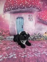 Mila, a female Shih Tzu for sale in Belleview, FL – 4 of 10