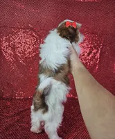 Kahlua , a female Shih Tzu for sale in Belleview, FL – 2 of 10