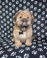 Samuel , a male Shih Tzu for sale in Belleview, FL – 6 of 10
