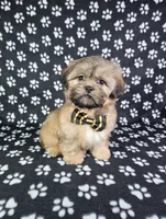 Otto, a male Shih Tzu for sale in Belleview, FL – 8 of 10